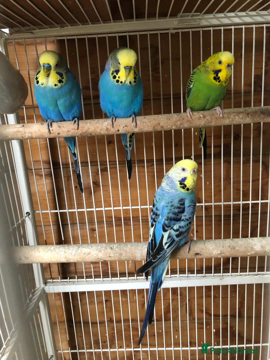 Budgerigars birds for sale: Adult budgies  - Image 3