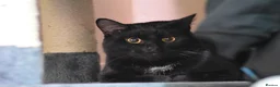 Mixed Breed cats for sale: Figaro - Advert 2