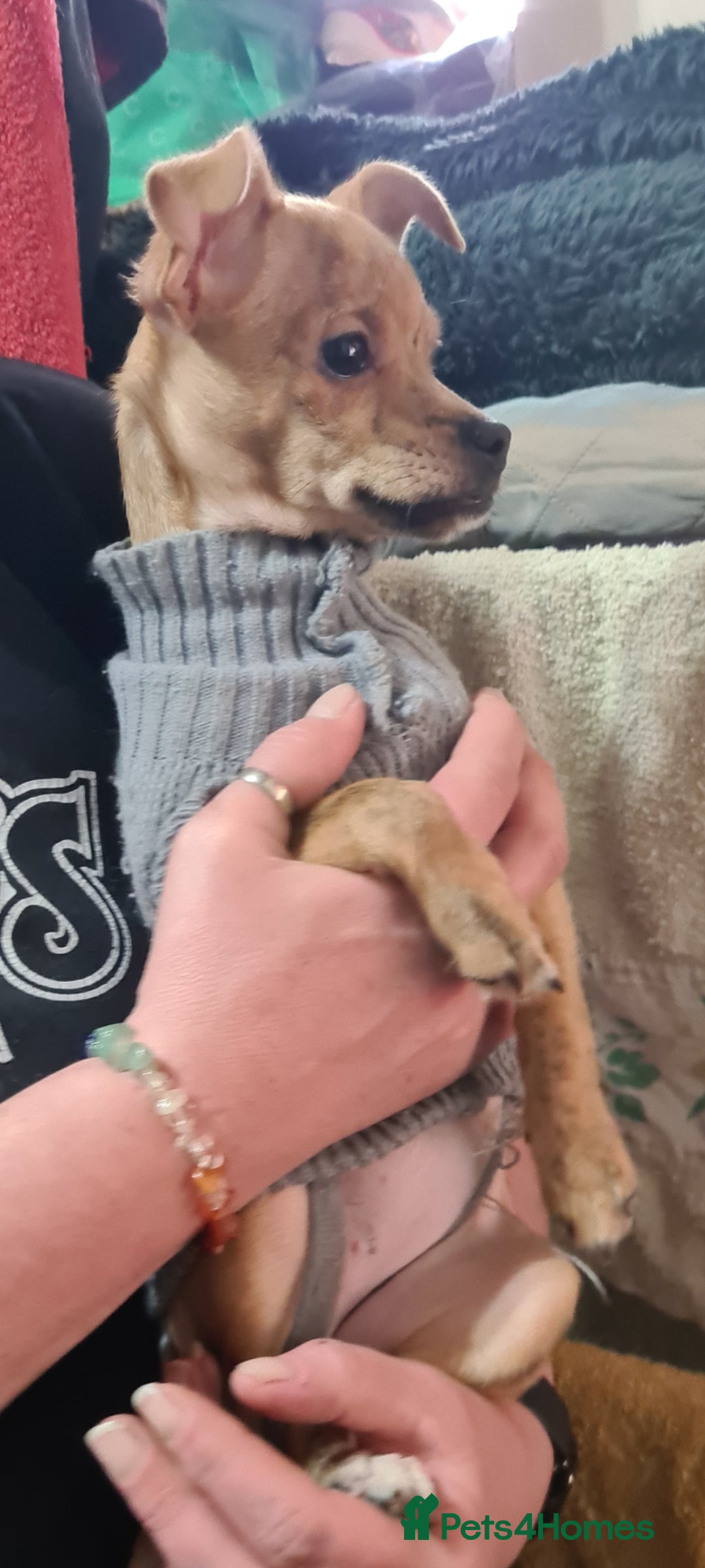 Mixed Breed dogs Pebbles tiny 3kg - Advert 1