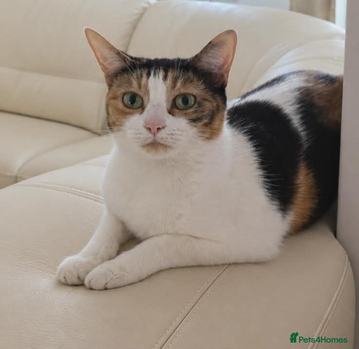 Mixed Breed cats Cats Looking for Loving Homes - Advert 4