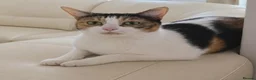 Mixed Breed cats for sale: Cats Looking for Loving Homes in Croydon - Advert 1