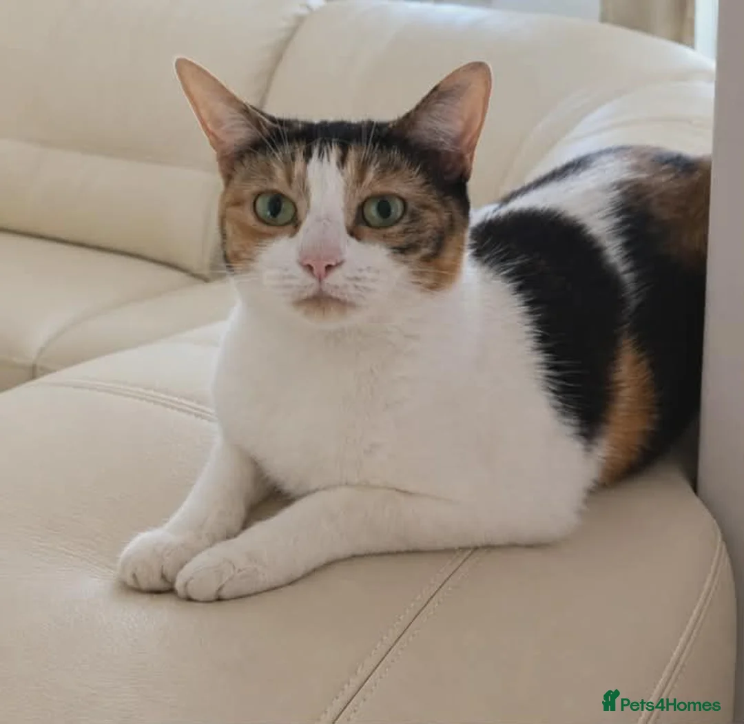Mixed Breed cats for sale: Cats Looking for Loving Homes in Croydon - Advert 1