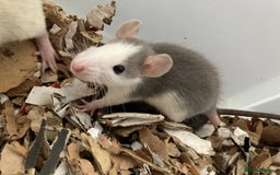 Rat rodents for sale: Rats for sale Hull Rex,fancy,dumbo&hairless - Advert 4