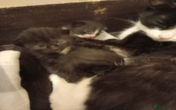 Domestic Shorthair cats for sale: Antony woods  - Image 5