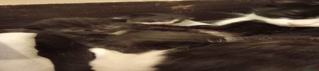 Domestic Shorthair Kitten 3