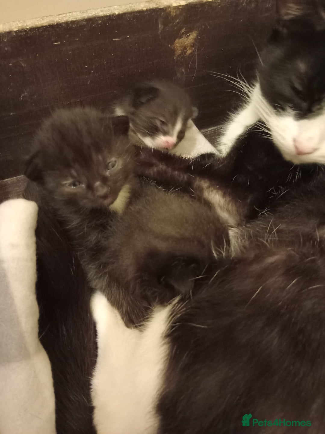 Domestic Shorthair cats for sale: Antony woods  - Image 5