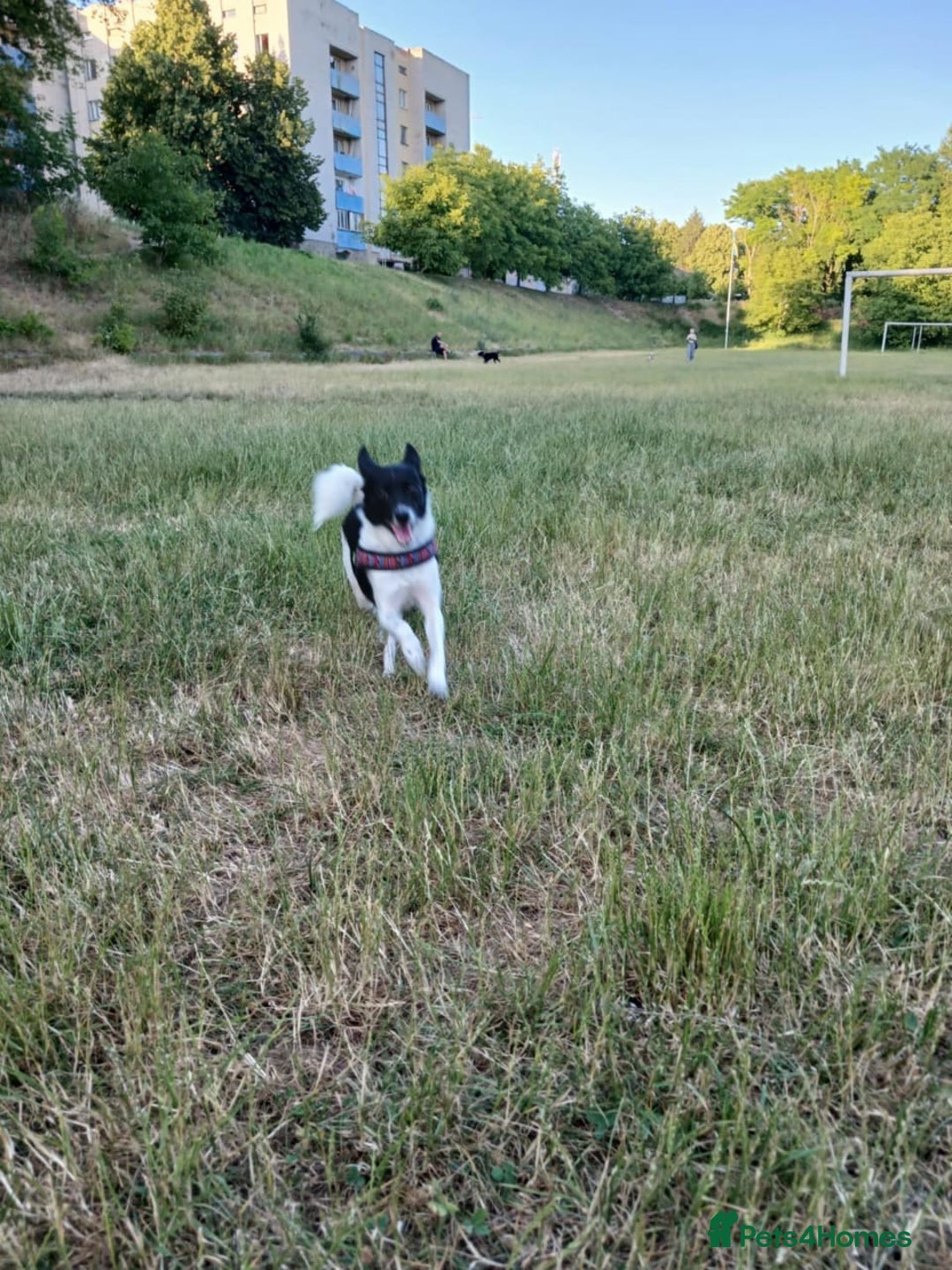 Mixed Breed dogs for adoption: 💖🐶 ELZA 🐶💖 - Image 7