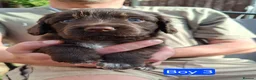 Cocker Spaniel dogs for sale: Gorgeous litter of Cocker Spaniel Puppies - Advert 12
