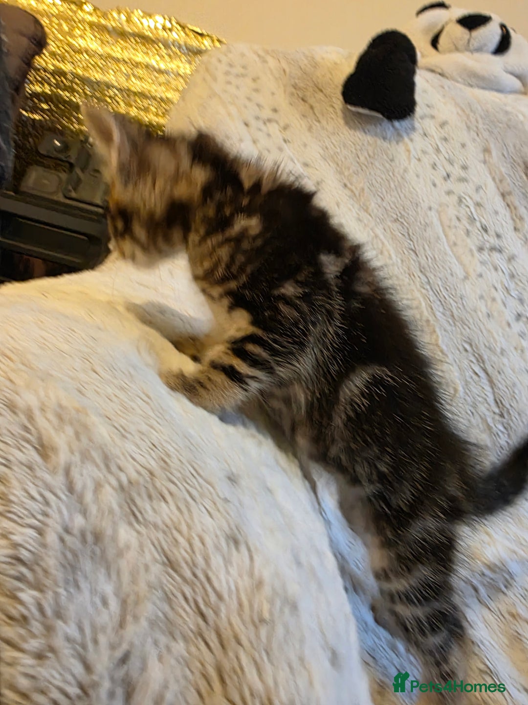Mixed Breed cats for sale: 2 Male Stripy Kitten's - Advert 22