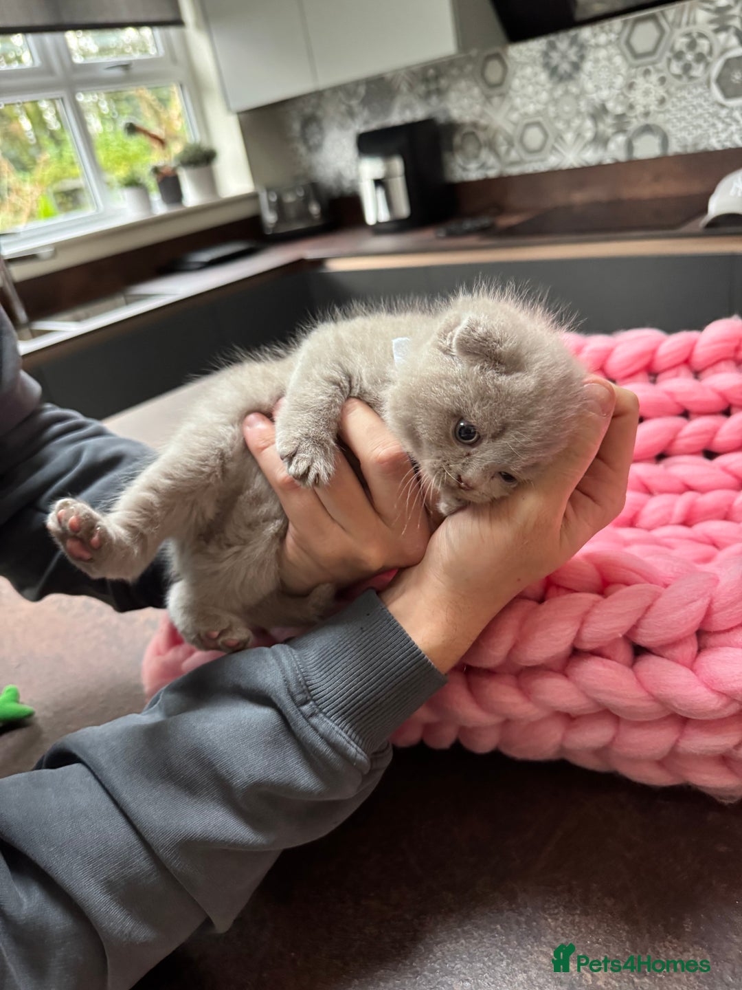 Scottish Fold cats for sale: Scottish Fold Kittens – Raised in our Family Home  - Advert 5