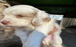 Clumber Spaniel dogs for sale: Clumber spaniel Puppies For Sale COI 6.4% - Advert 12