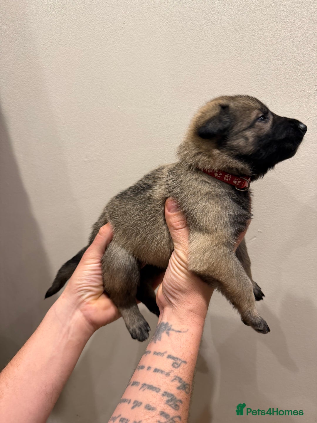 Mixed Breed dogs for sale: Shepinios puppies  - Advert 18