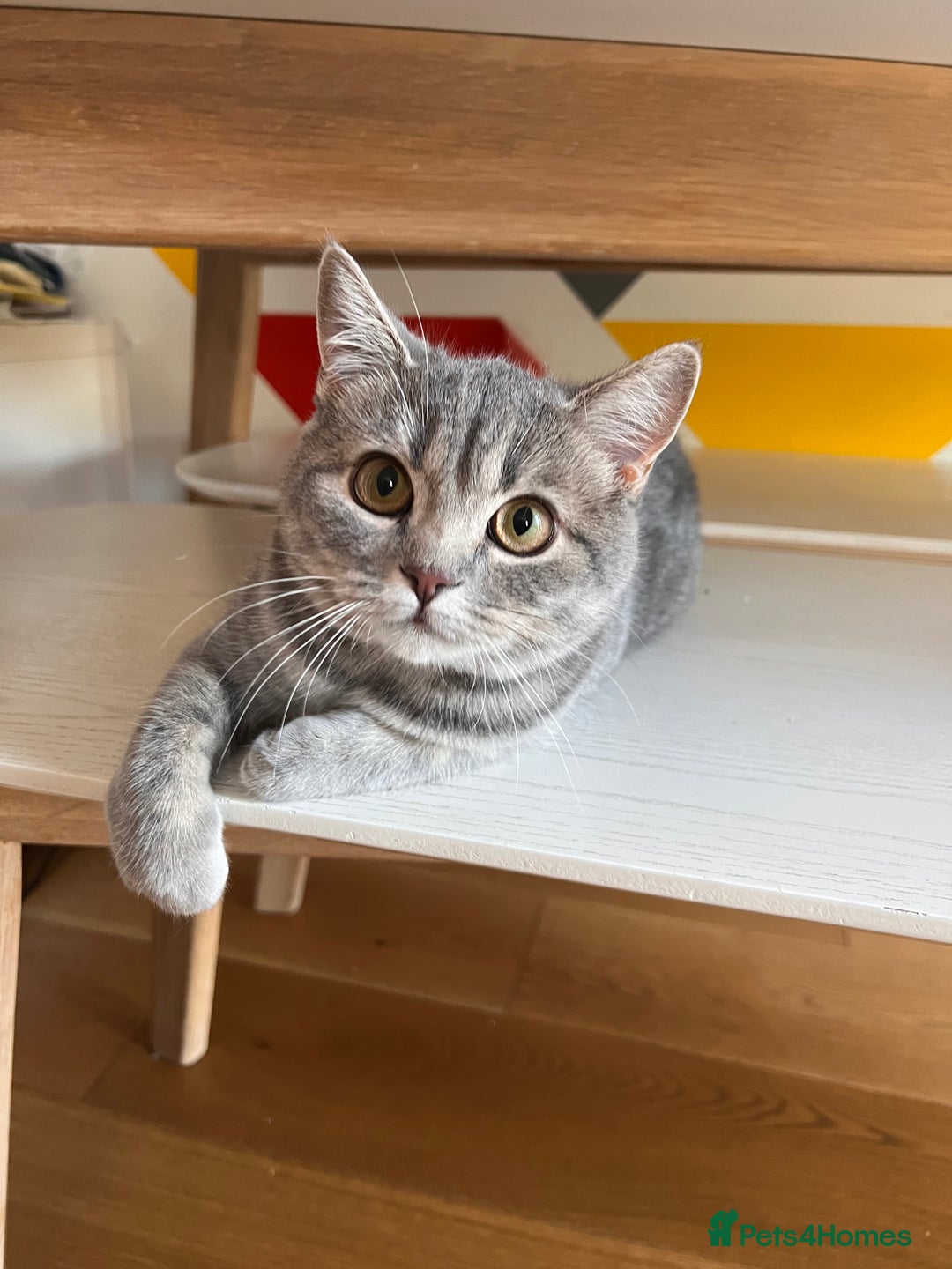 Scottish Fold cats for sale: Scottish fold beautiful girl - Image 1