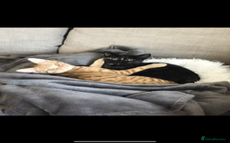 Domestic Shorthair cats for sale: Urgently needing re-homing  - Image 9