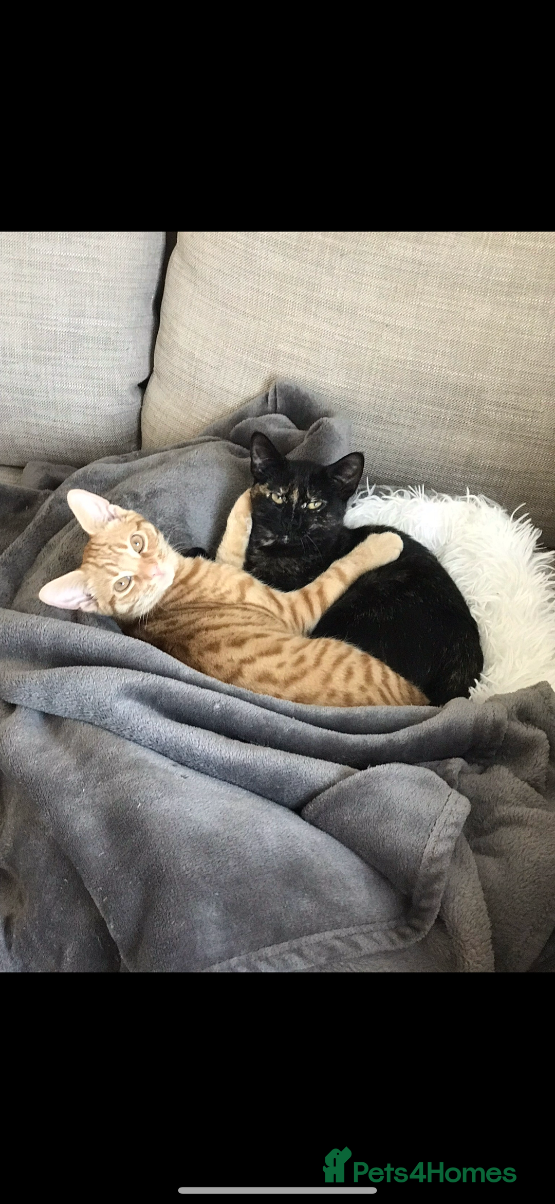 Domestic Shorthair cats for sale: Urgently needing re-homing  - Image 9