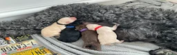 Goldendoodle dogs for sale: Quality Standard Multigenerational Puppies 🐾🐾🐾 - Advert 2