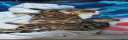 Bengal cats for sale: Beautiful Marble Bengal kitten boy ready now - Advert 16
