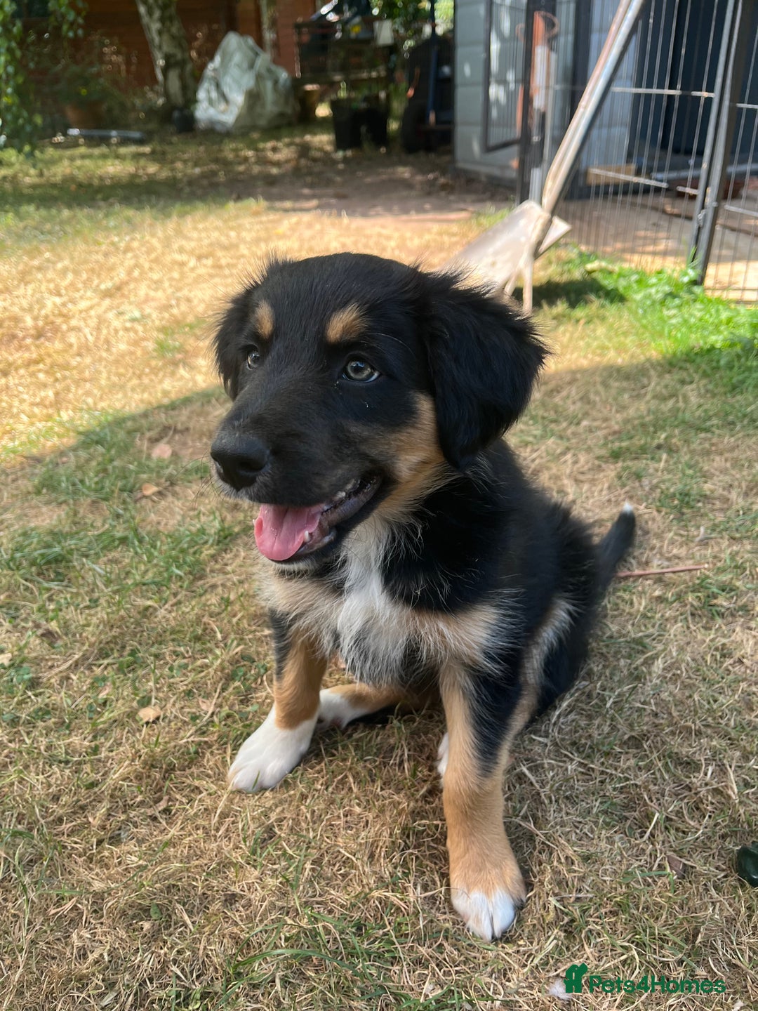 Border Collie dogs for sale: COLLIES FOR SALE  - Image 3
