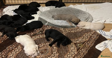 Mixed Breed dogs - Advert 12