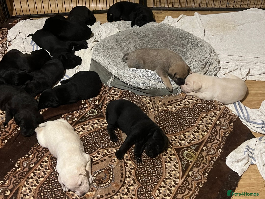 Mixed Breed dogs for sale: Beautiful mix Labrador/German Shepherd/Stuffy - Image 3