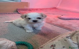 Maltese dogs for sale: Adorable Korean Maltese x Malshi puppies 🐾 - Image 4