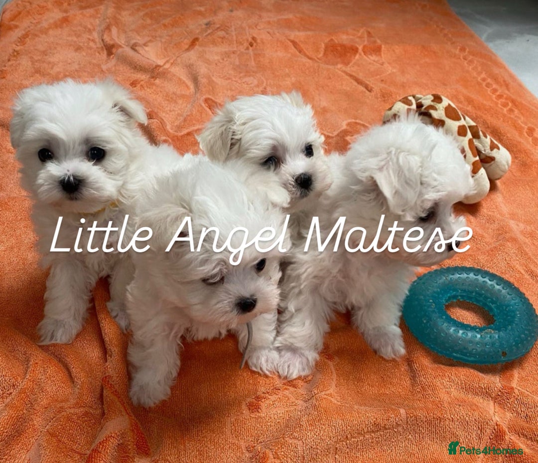 Maltese dogs for stud: 🌟Stunning KC Reg Korean Maltese boy for STUD in Waltham Cross - Advert 5