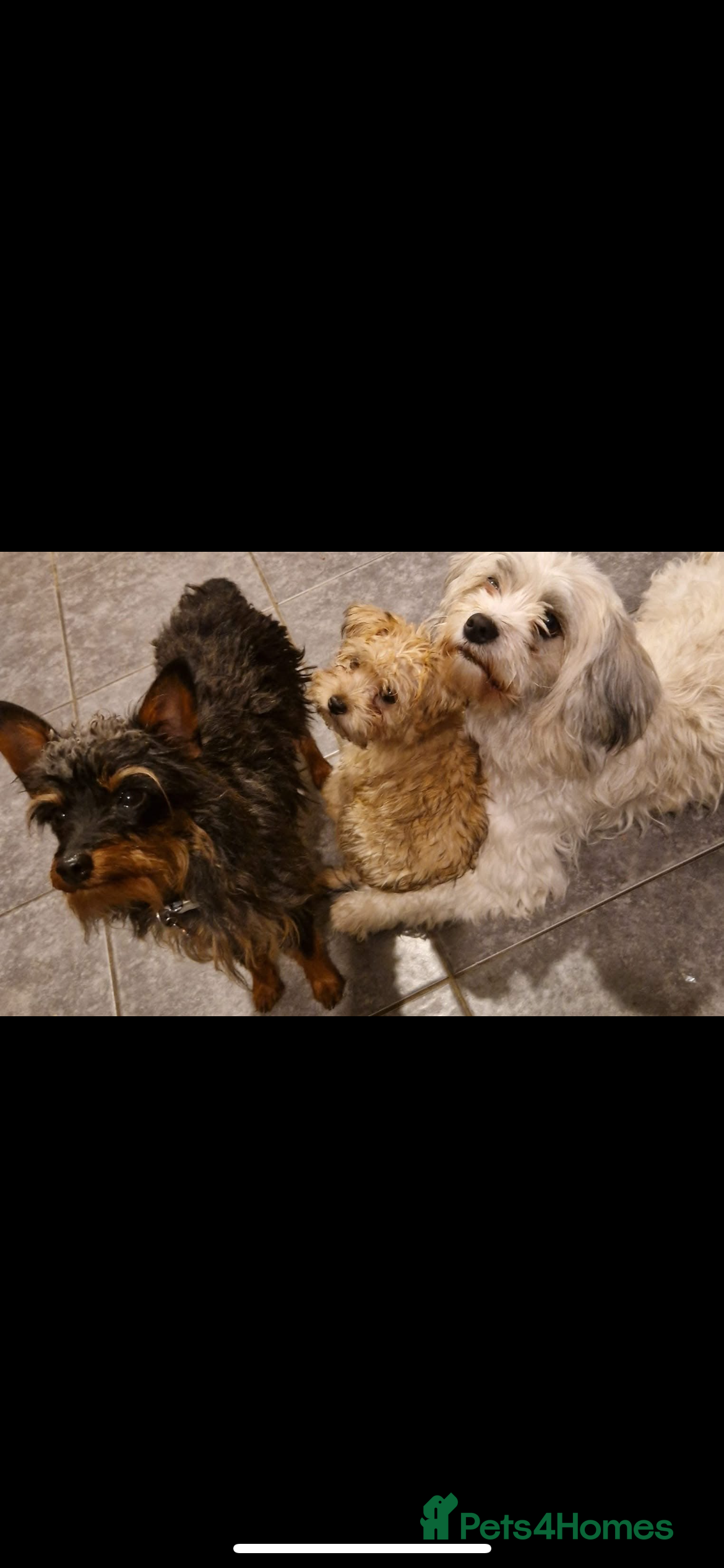Mixed Breed dogs Puppies need loving homes - Advert 2