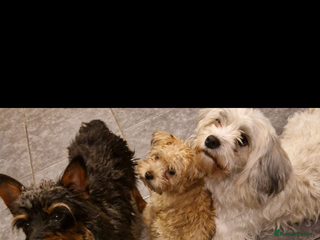 Mixed Breed dogs Puppies need loving homes - Advert 3