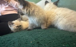 Ragdoll cats for sale: Reduced! Ragdoll kittens ready for new homes now!  - Image 5