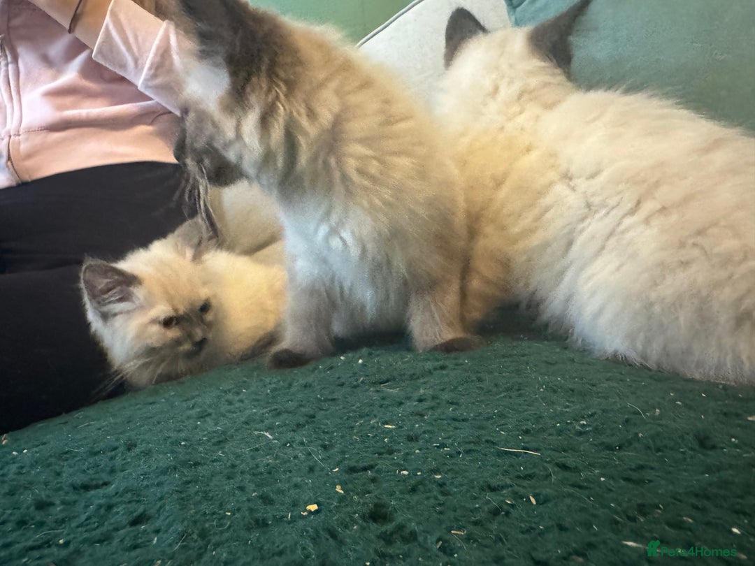 Ragdoll cats for sale: Reduced! Ragdoll kittens ready for new homes now!  - Image 5
