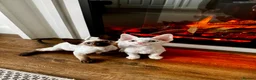 Devon Rex cats for sale: Stunning White Devon Rex Boy - Advert 18