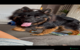German Shepherd dogs for sale: Perfect 1 year old German Shephard - Long Haired - Image 6