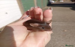 Mouse rodents for sale: Male fancy mice for sale  - Image 4