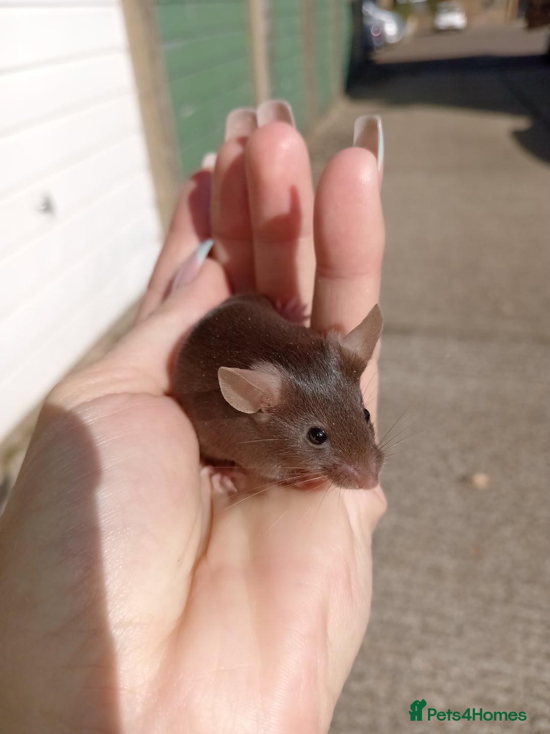 Mouse rodents for sale: Male fancy mice for sale  - Image 4