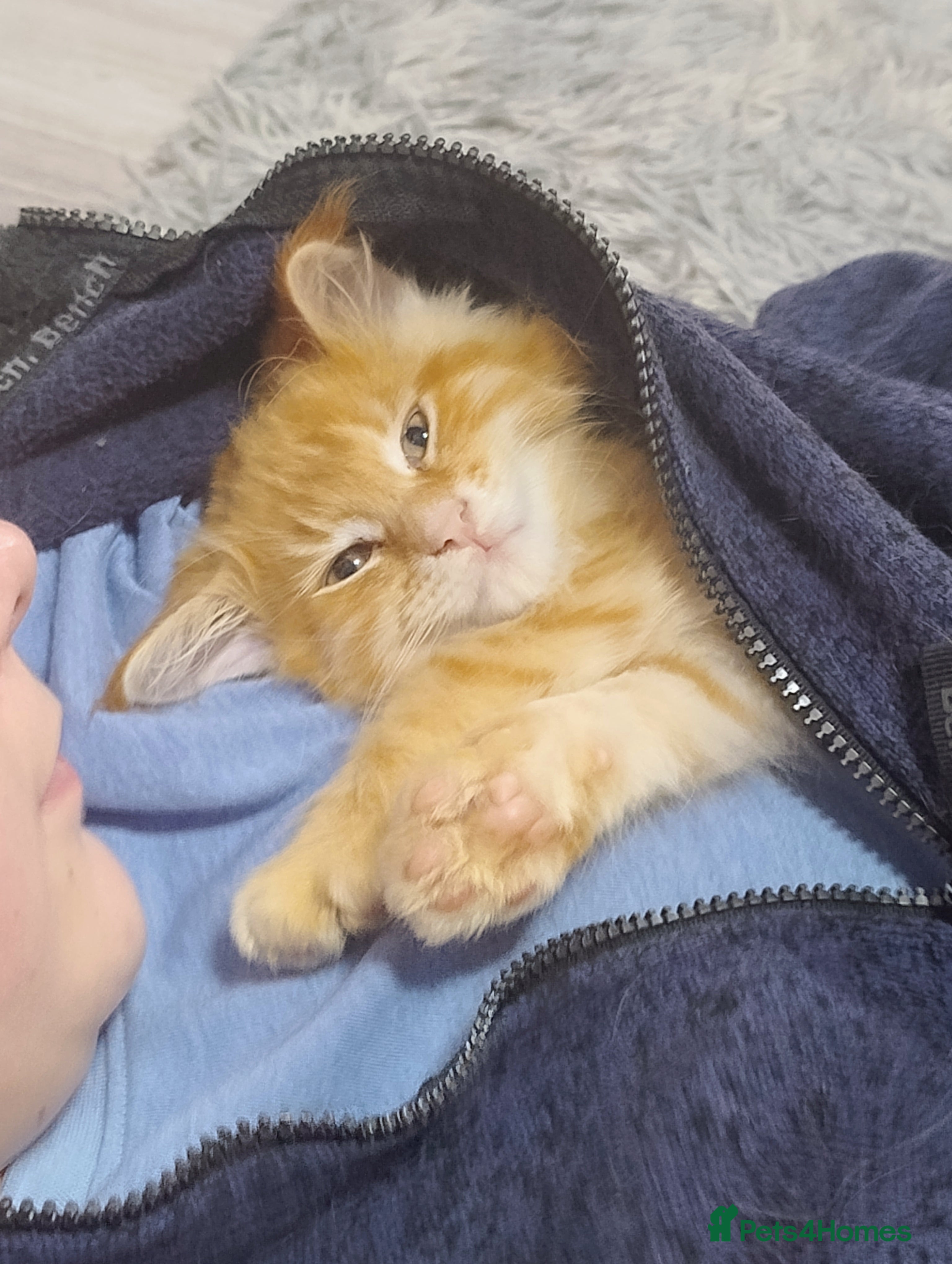 Maine Coon cats LAST 2! Ginger Girl & Boy full Maine Coon Kittens - Advert 9