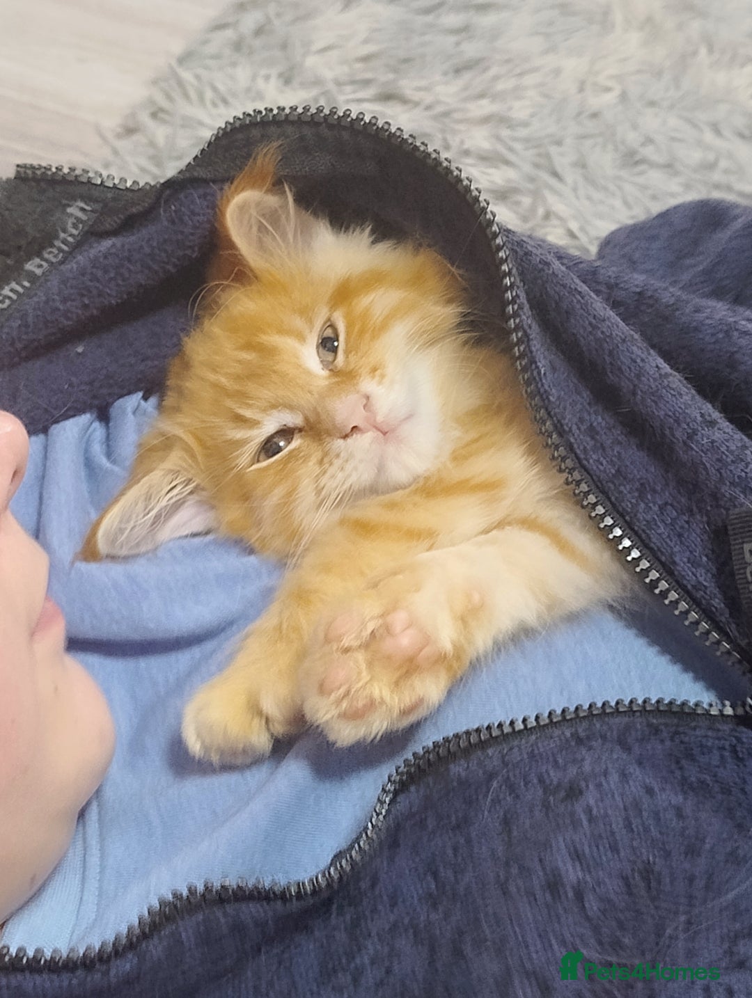 Maine Coon cats for sale: LAST 2! Ginger Girl & Boy full Maine Coon Kittens - Advert 3