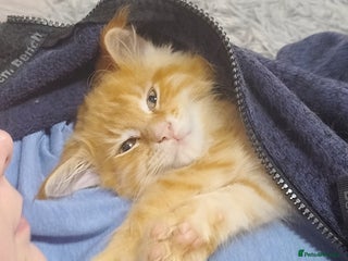 Maine Coon cats LAST 2! Ginger Girl & Boy full Maine Coon Kittens - Advert 9