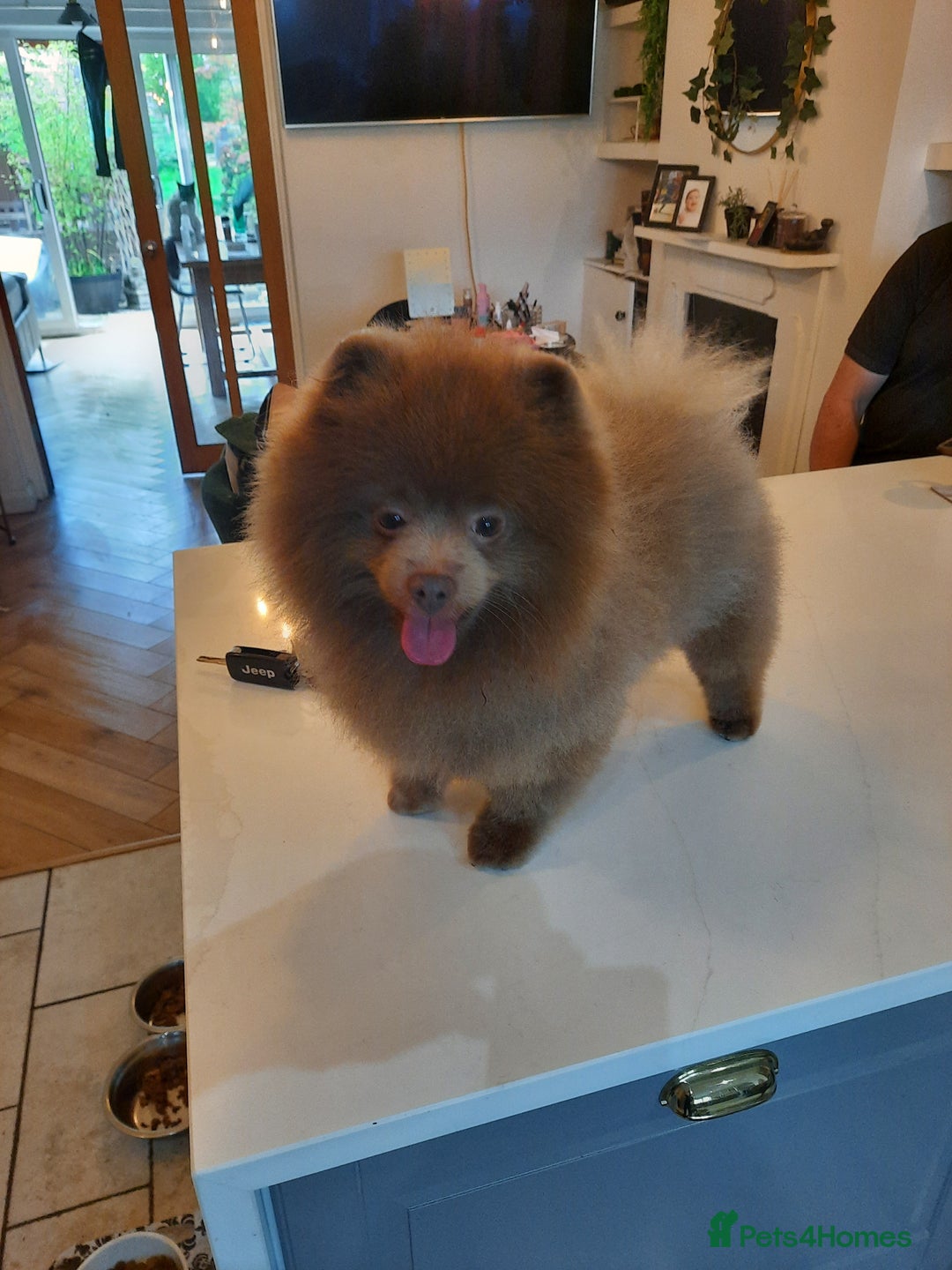 Pomeranian dogs for stud: Tiny lilac boy KC registered proven - Advert 1