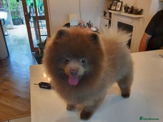 Pomeranian dogs Tiny lilac boy KC registered proven - Advert 6