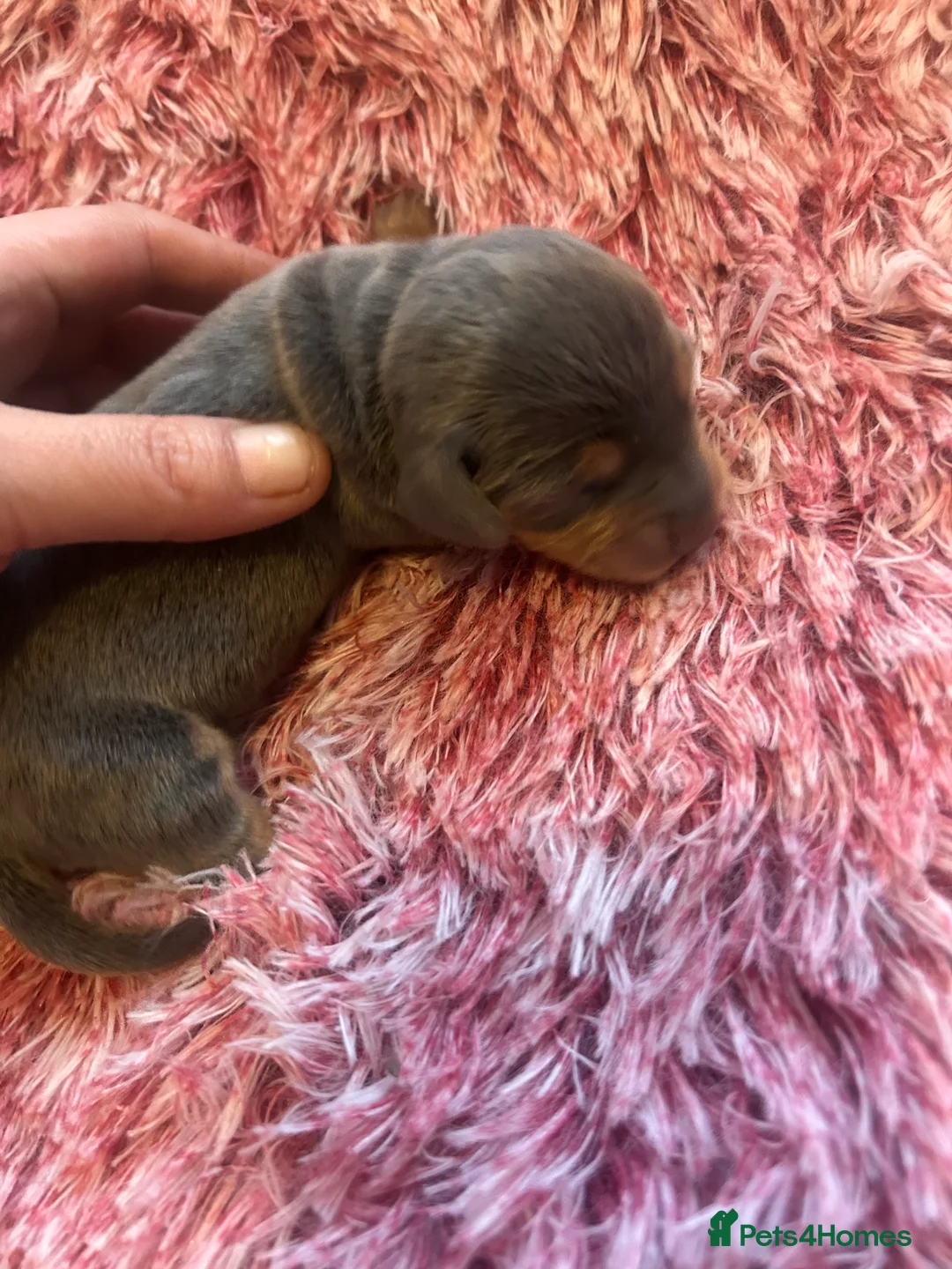 Miniature Dachshund dogs for sale: Stunning Dapple miniature dachshunds  - Advert 22