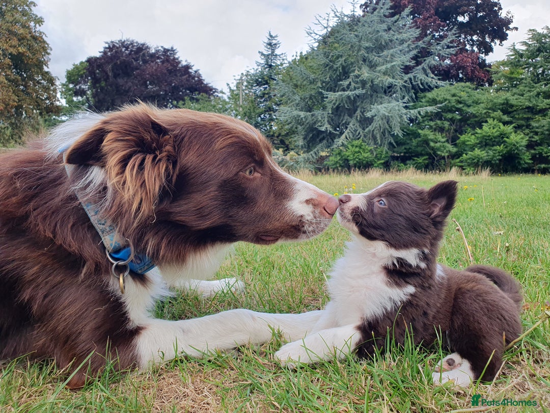 Border Collie dogs for sale: Beautiful farmhome bred Red and white Collies - Image 2