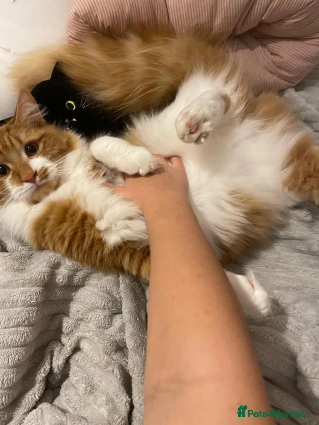 Mixed Breed cats for sale: Rehome  - Advert 3