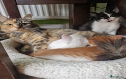Mixed Breed cats for sale: Siberian cross ready to go!!! - Image 4