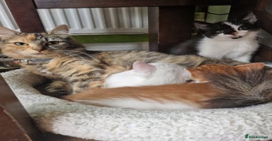 Mixed Breed cats - Advert 10