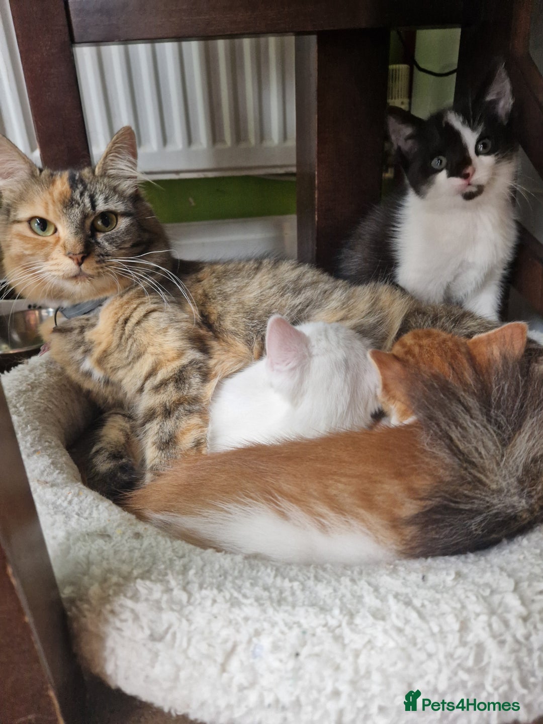 Mixed Breed cats for sale: Siberian cross ready to go!!! - Image 4