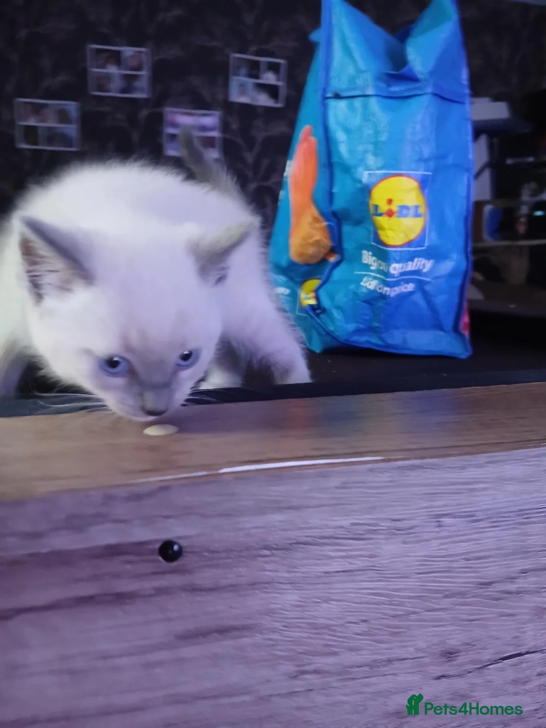 Mixed Breed cats for sale: Rag doll cross american bobtail cat kittens  - Advert 2