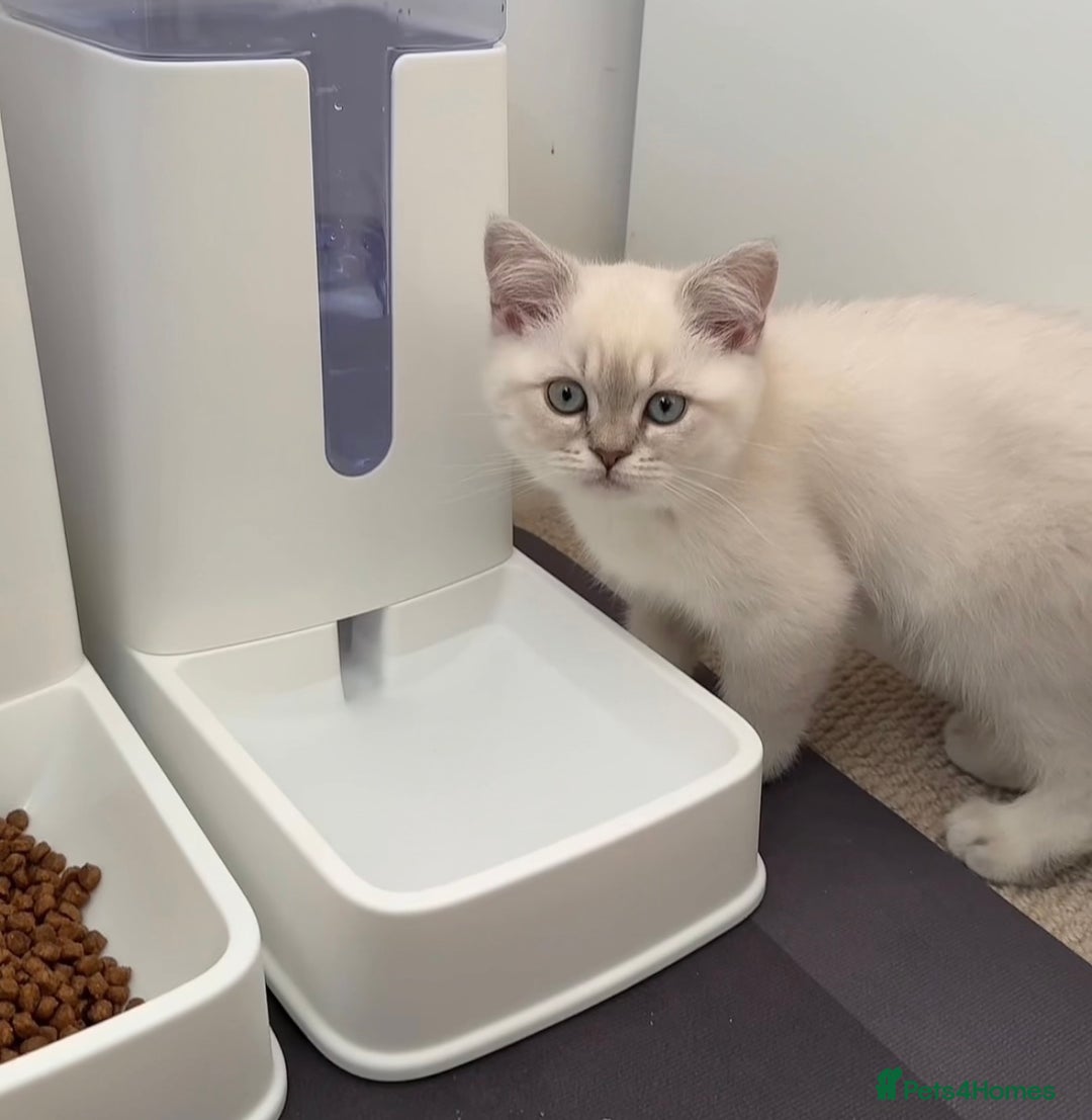 Selkirk Rex cats for sale: Intelligent Beautiful Selkirk Rex Girl - Advert 1