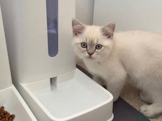 Selkirk Rex cats Intelligent Beautiful Selkirk Rex Girl - Advert 2