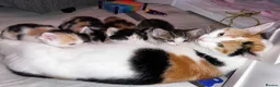 Mixed Breed cats for sale: 4 beautiful kittens ready to leave  - Advert 1