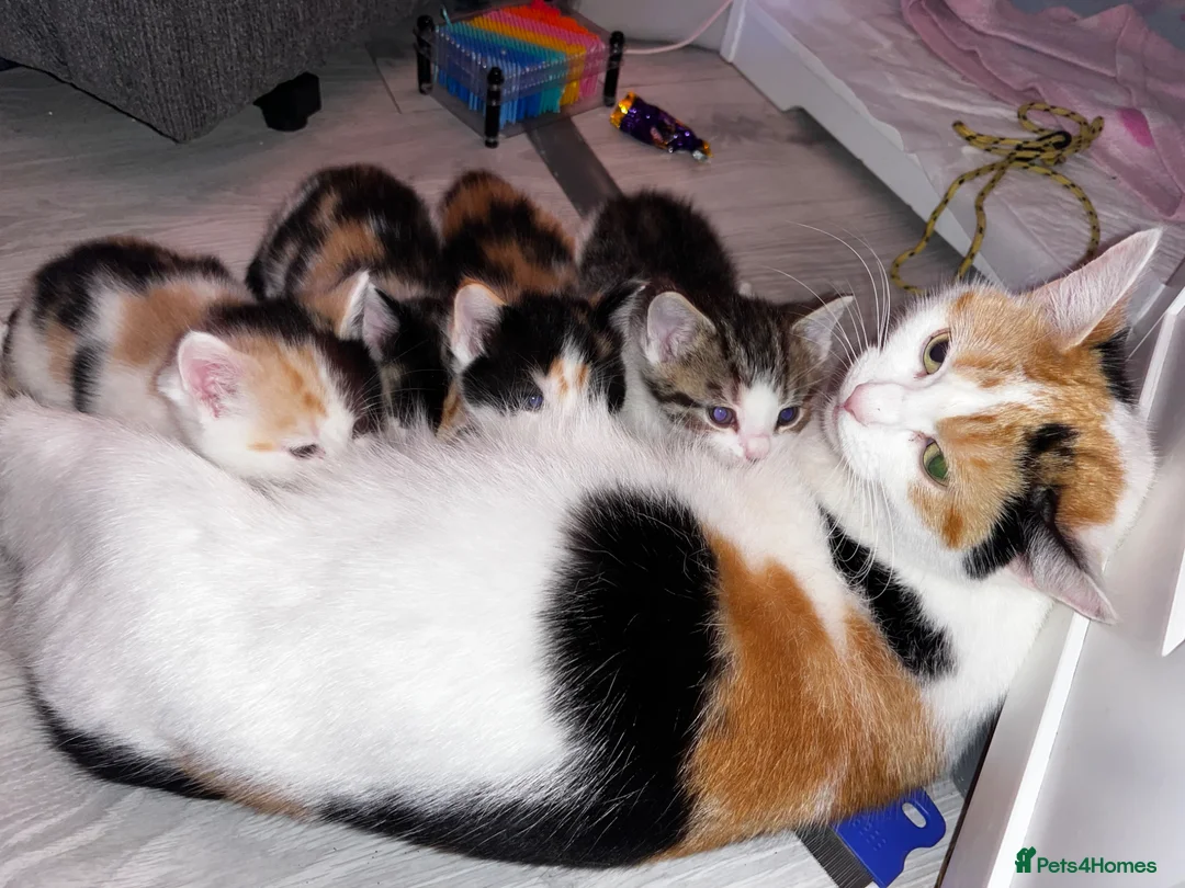 Mixed Breed cats for sale: 4 beautiful kittens ready to leave  - Advert 1